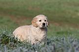 GOLDEN RETRIEVER 033